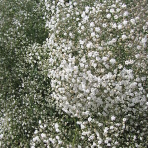 Close-up of Gypsophila ‘Snowflake’ with delicate white blooms, perfect for adding softness and texture to bouquets and floral arrangements.