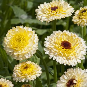 Calendula, Marigold, Gousbloem, Souci, Ivory Princess