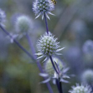 Eryngium plenum Bleu Glitter flower seeds for blue thistle plants, perfect for garden borders and cut flowers