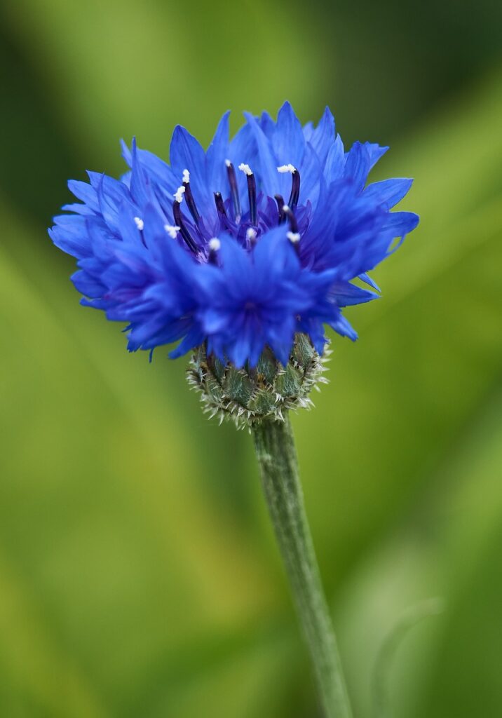 flower, cornflower, flower background, plant, flora, blossom, bloom, beautiful flowers, flower wallpaper, close up, nature
