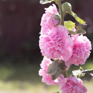 hollyhock, pink, flower wallpaper, pink hollyhock, flower, pink flower, blossoms, pink flowers, nature, garden, in the garden, double flowers, filled, beautiful flowers, flower background, close up, summer, petals, beautiful