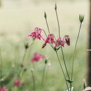 Close-up of pink columbine flowers in a meadow with blurred background, showcasing natural beauty.