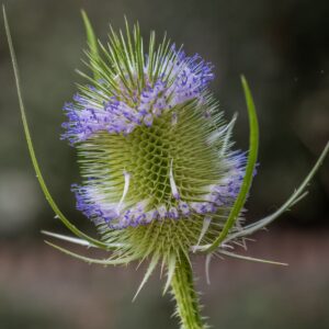 Detailed macro shot of a teasel flower in bloom, showcasing its spikes and soft purple hues.