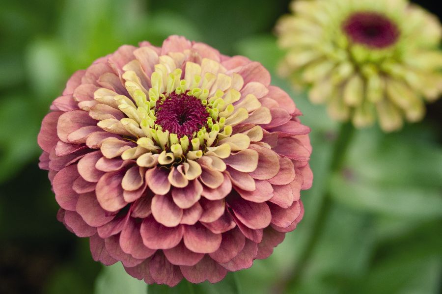 Seeds of Zinnia Queen Red Lime (DE: Zinnie Queen Red Lime, FR: Zinnia Queen Red Lime) - unique bicolor blooms in shades of dusty red and lime green, ideal for vibrant garden displays and cut flower arrangements.