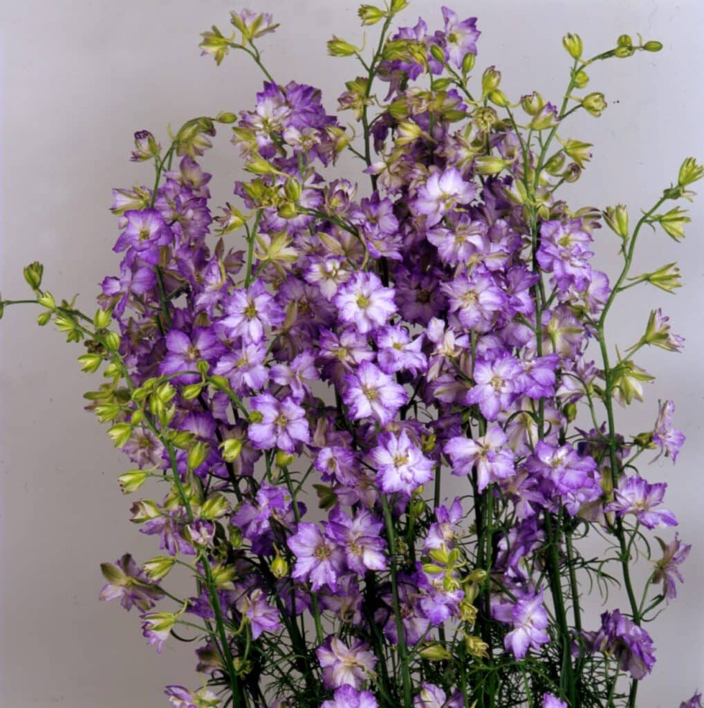 Flower seeds Consolida Delphinium