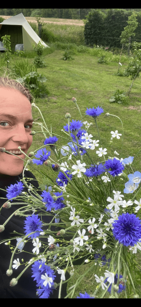 Cornflower centaurea